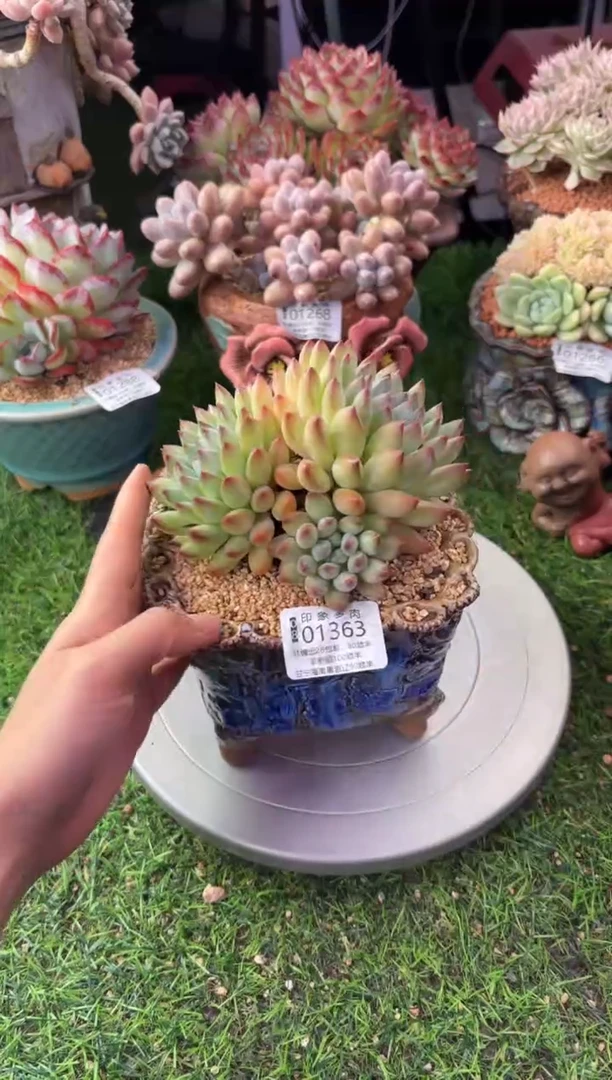 昆明印象多肉01363