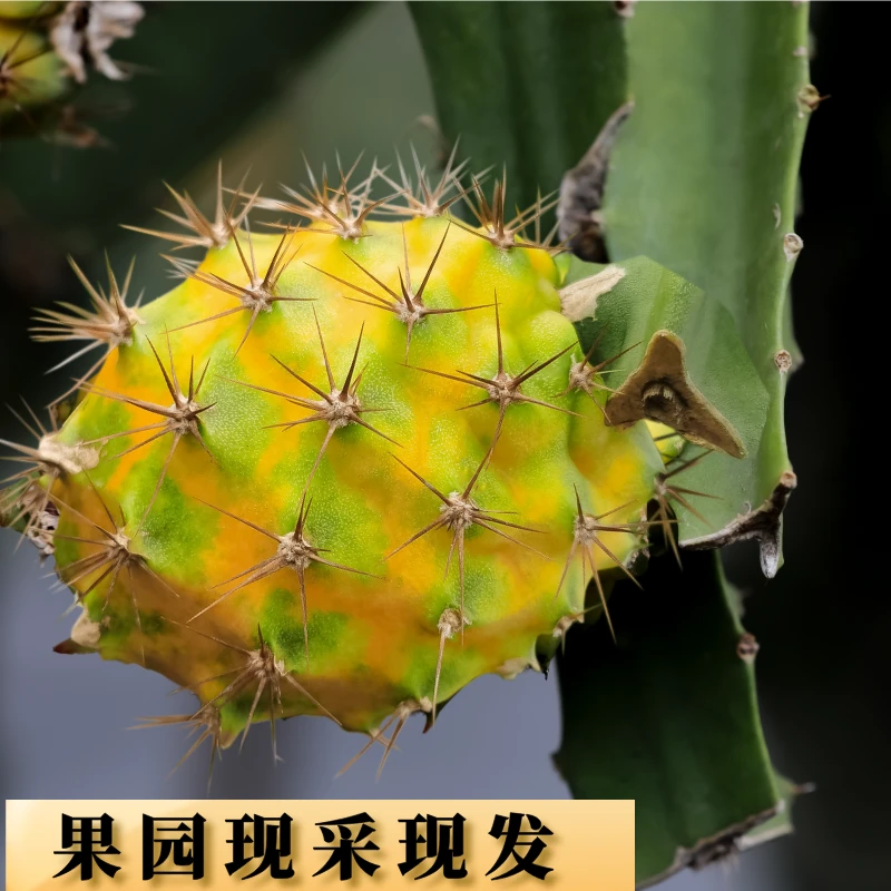 番牛岭海南麒麟果现采燕窝果小果净果试吃装约2斤果地直发包邮