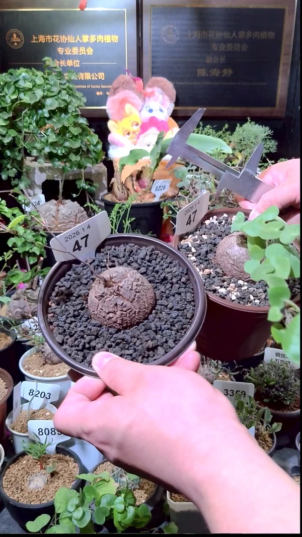 47号0104福利南非龟甲龙买一送一