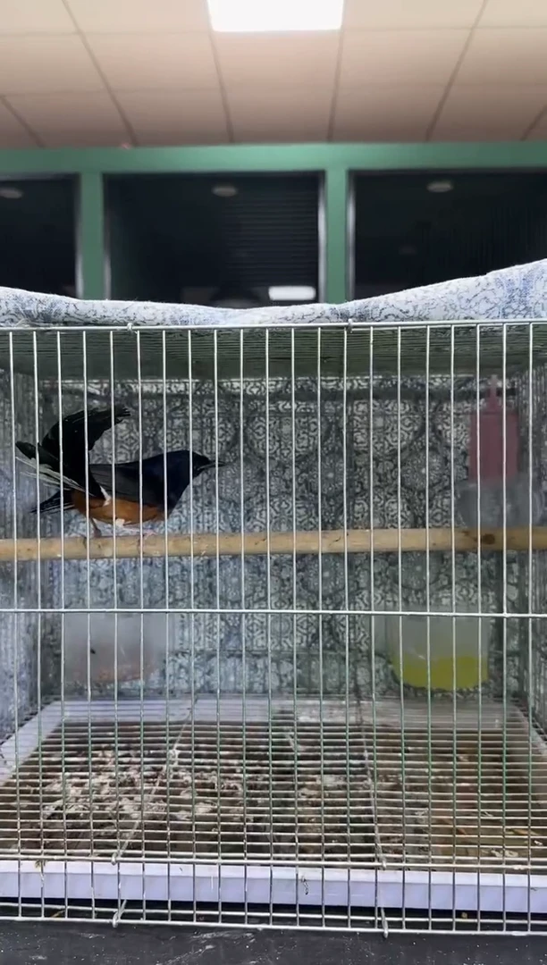 55号长尾养笼0元起拍