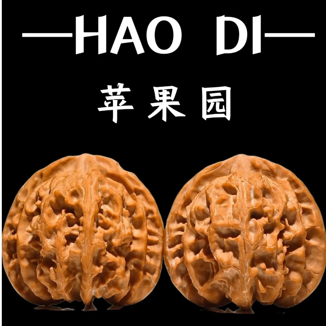 （新果头货）山地老树原桩梅枝纹金钱底（苹果园）