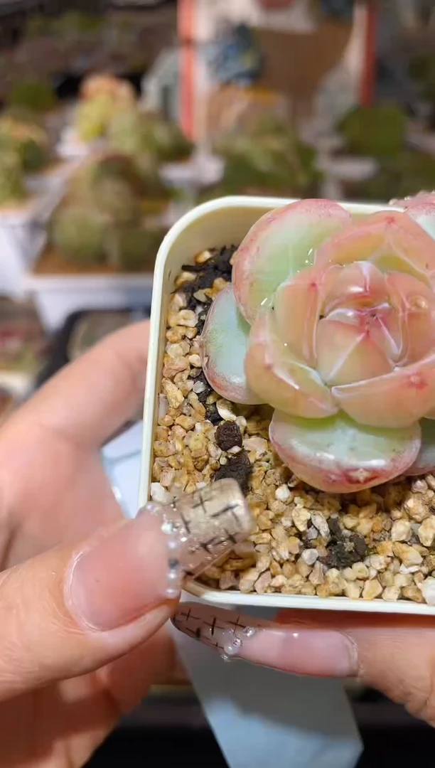 【闪购商品】271爆珠