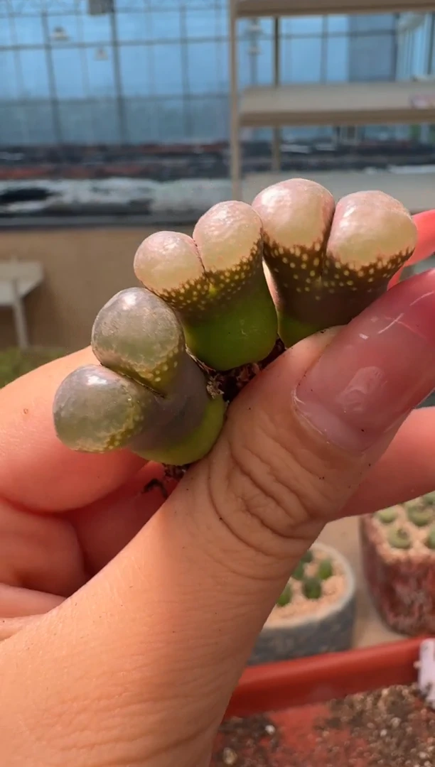 妙*佳9-65多肉植物肉锥日系引种