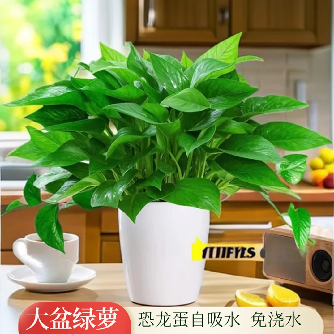 【买一送一】【送花盆】大绿萝精品水培盆栽绿植花卉室内除甲醛