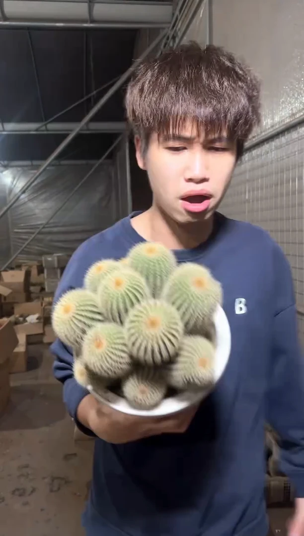 超大金冠 群生【带根】12-16cm