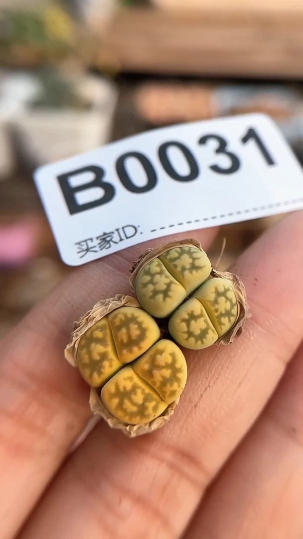 【闪购商品】0031直播一物一拍