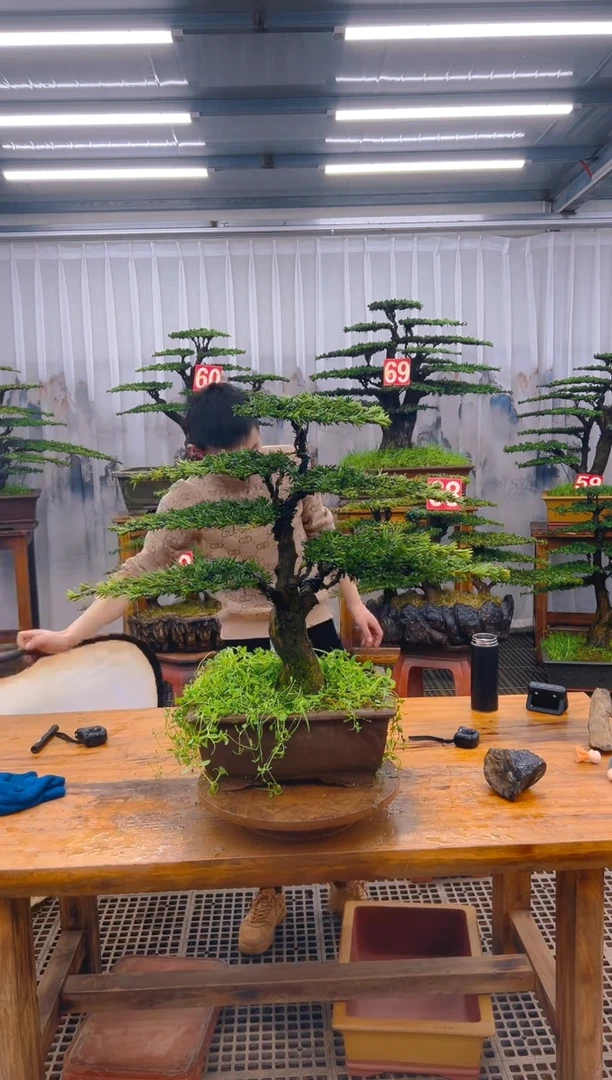 【闪购商品】紫砂精品盆景直播间一物一拍