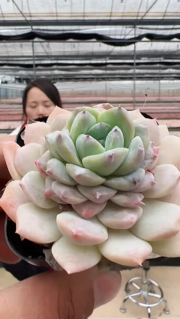 【闪购商品】福利多肉100