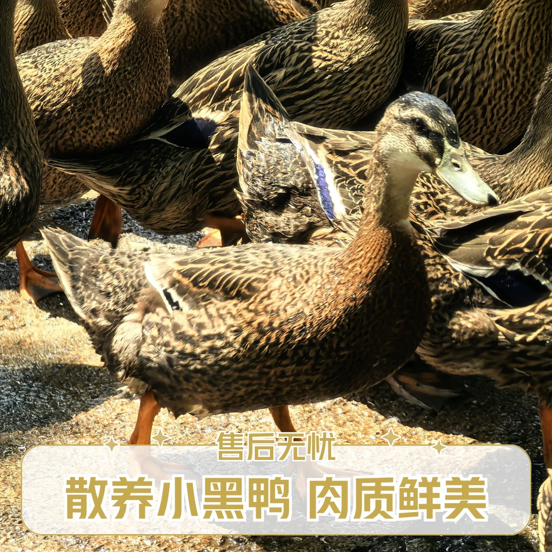 皖南溪水散养眉鸭 拍1只发2只