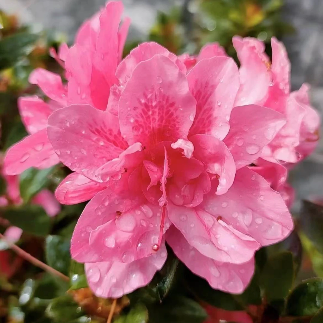 【一物一拍小苗】四季品种杜鹃盛燕农业杜鹃花卉源头基地