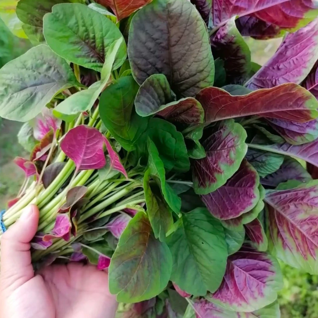 农家现摘新鲜苋菜