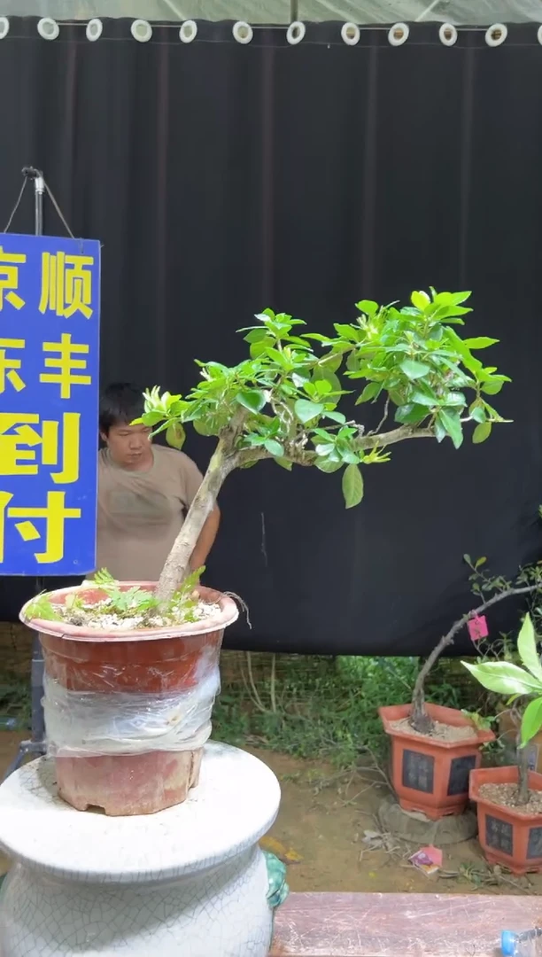 当前无花栽培后可以开花y****唱海岛栀子花