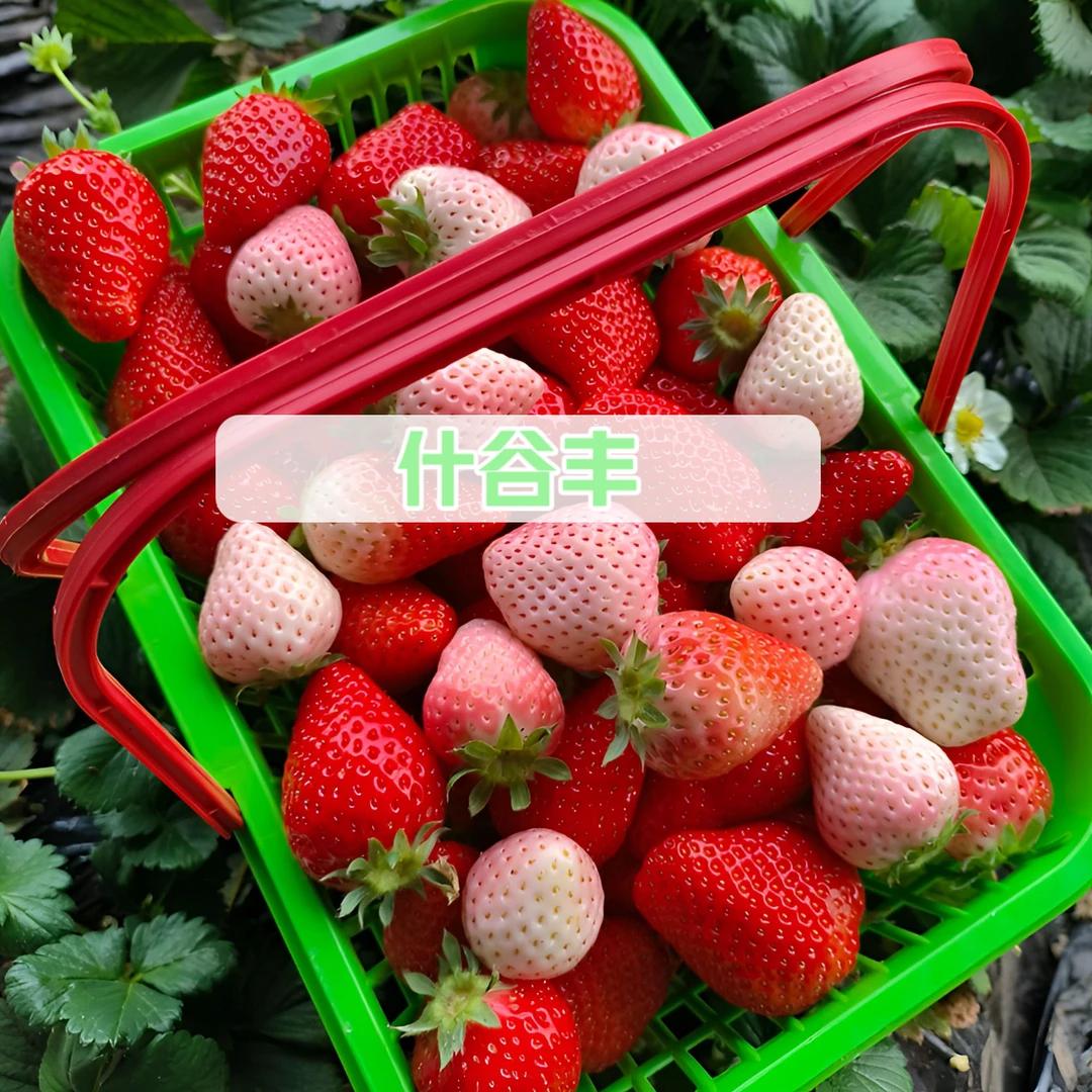 平谷奶油草莓牛奶草莓白草莓红颜99草莓香甜多汁水果1/3斤新鲜草莓红颜奶油草莓北京市