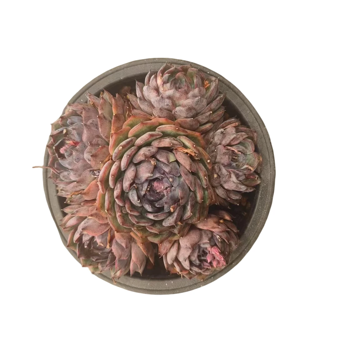 同美多肉园艺  蓝莓  粉丝福利多肉植物 直播间实物为 夏季