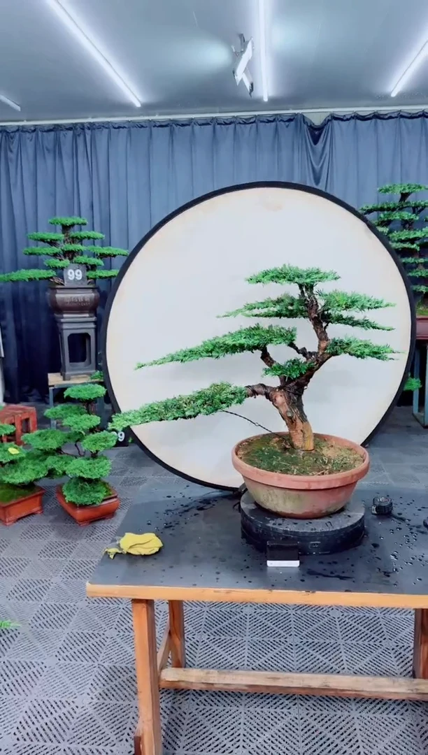 无花朵罗汉松盆景....