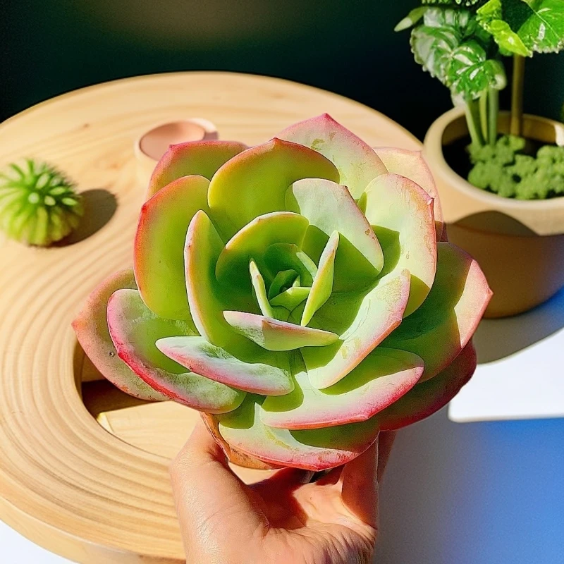 血凤 脱土 多肉植物【满15包邮】易老桩 好养新手