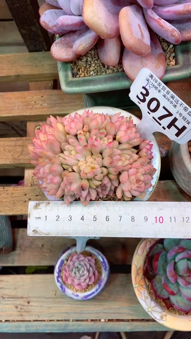 307H （一物一拍 所见即所得 满28包邮非偏远）