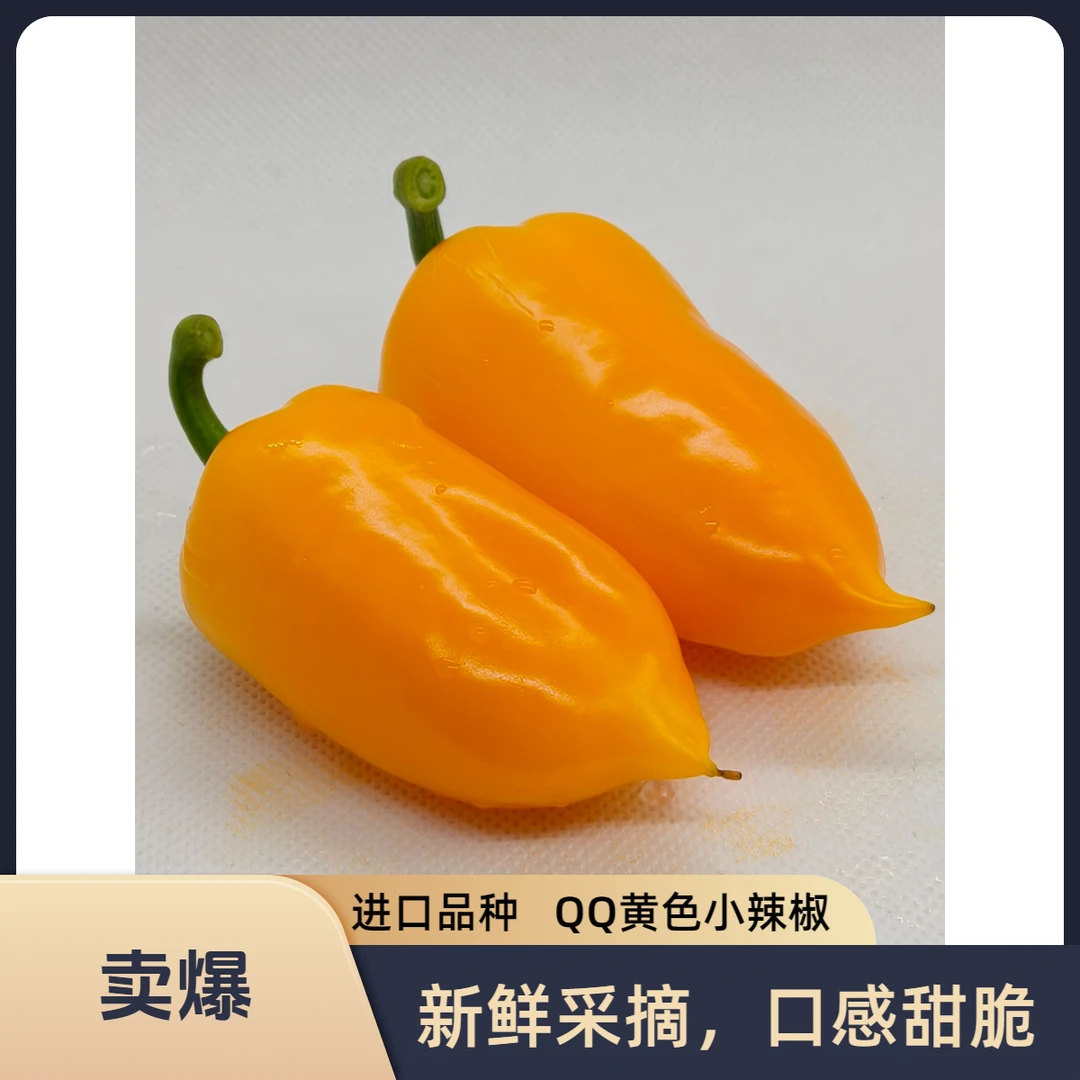 云南高海拔种植进口黄色QQ甜椒生食饱腹轻食首选甜脆