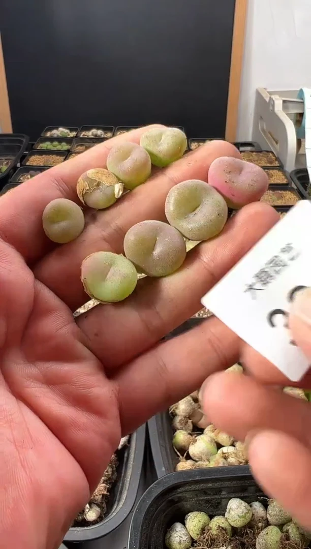 一物一拍        339