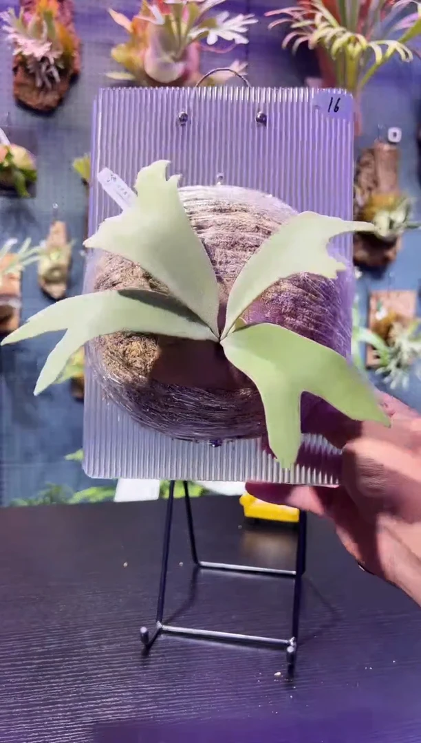 完全开放板植编号16 月光