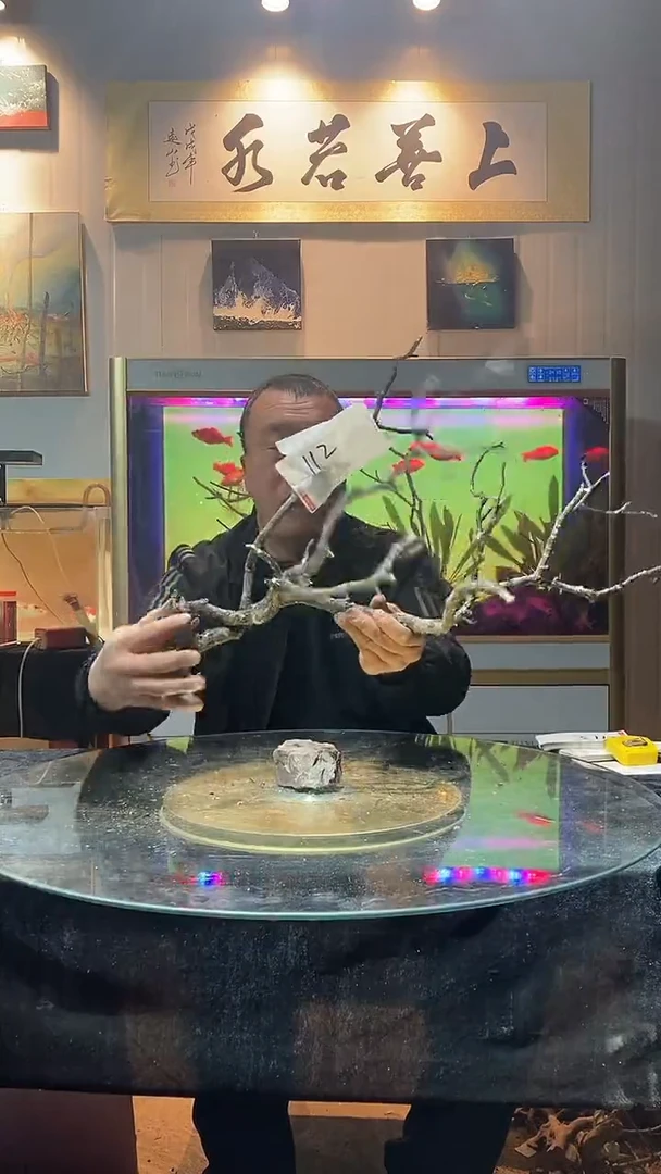 112号天然黄栎木一组适合60缸