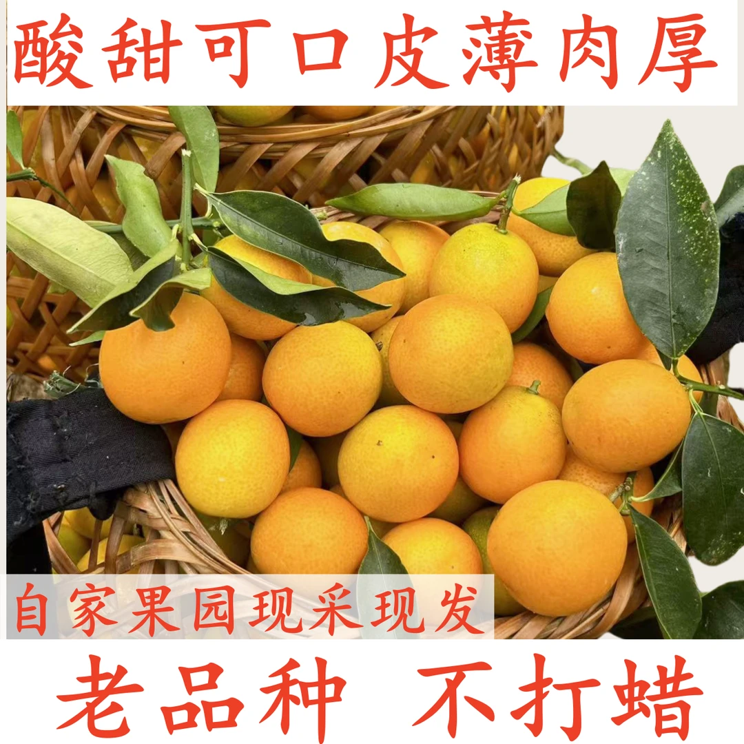 顺丰加急精品果润肺脆甜多汁生津油皮金桔皮薄肉厚自家果园送礼