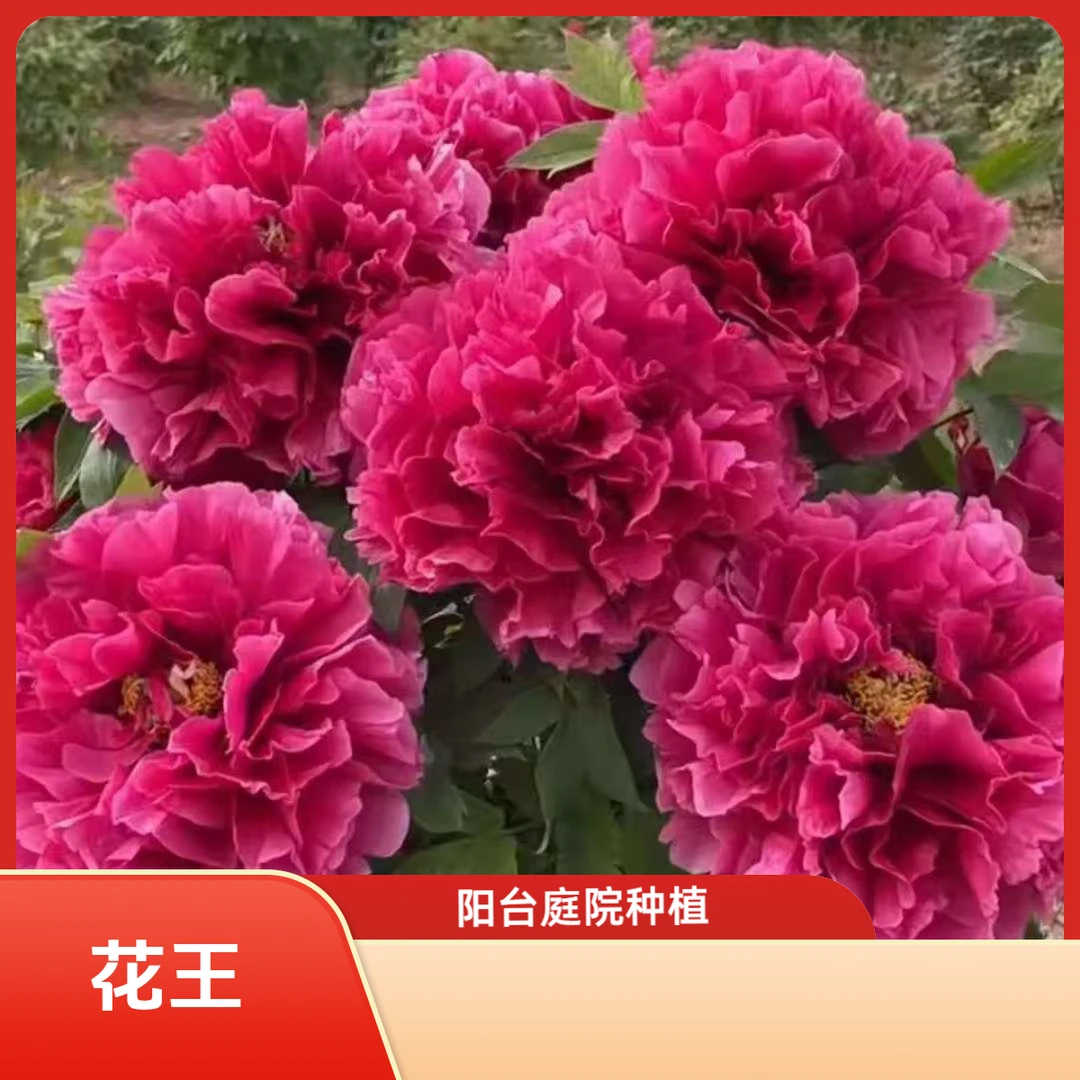 【花王】菏泽正宗进口观赏花苗牡丹红色系大花