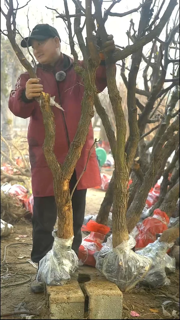 完全开放枣树103