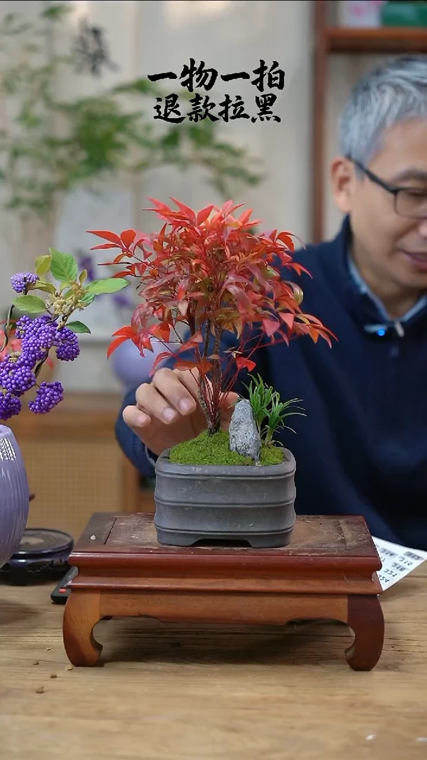 完全开放陈南天竹312