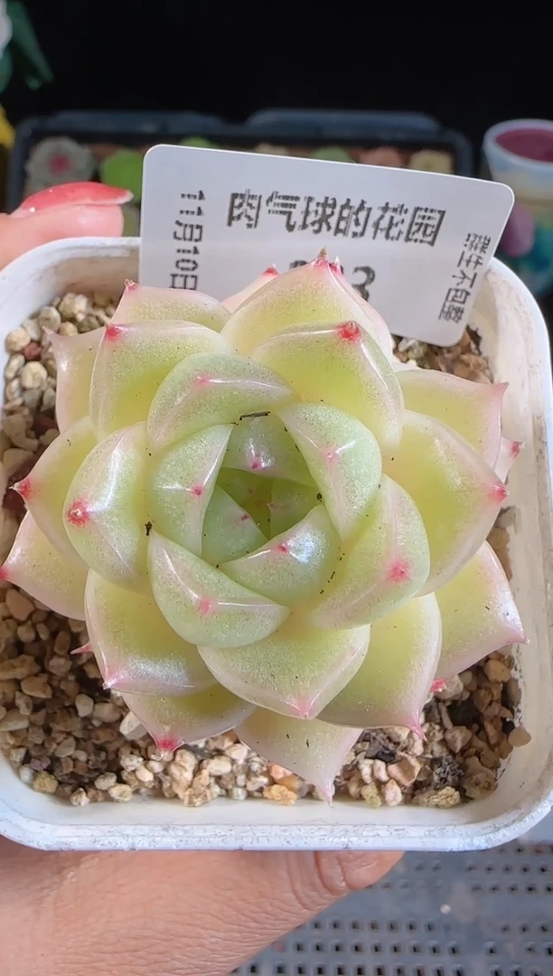 1110-223群生不包整