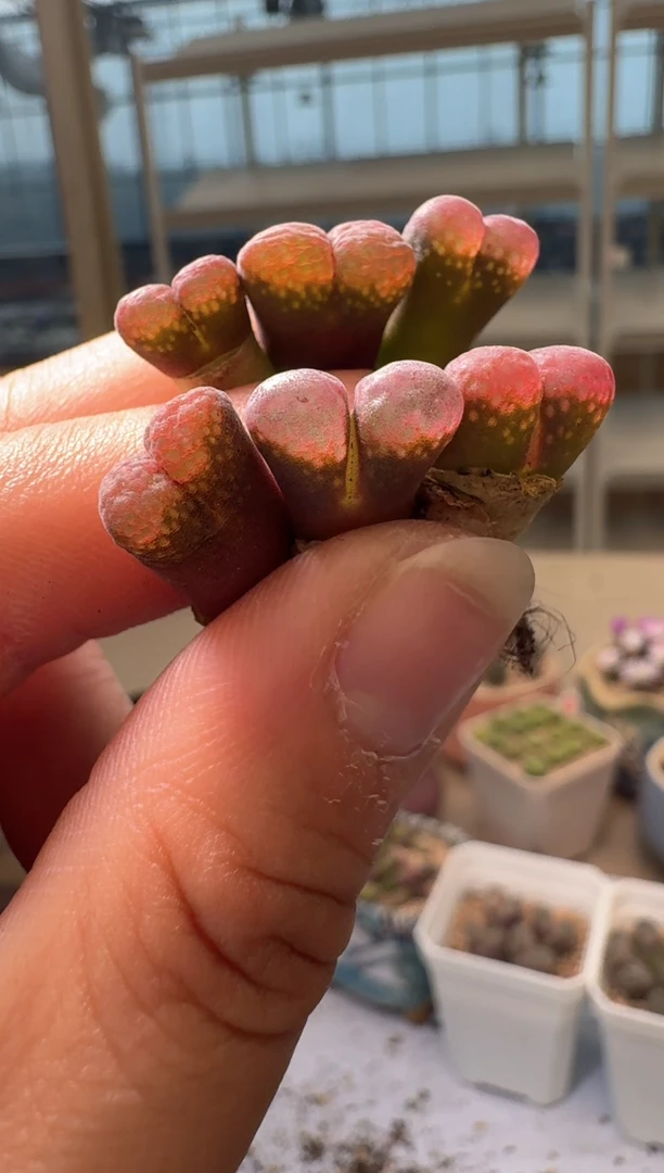 28-348多肉植物肉锥