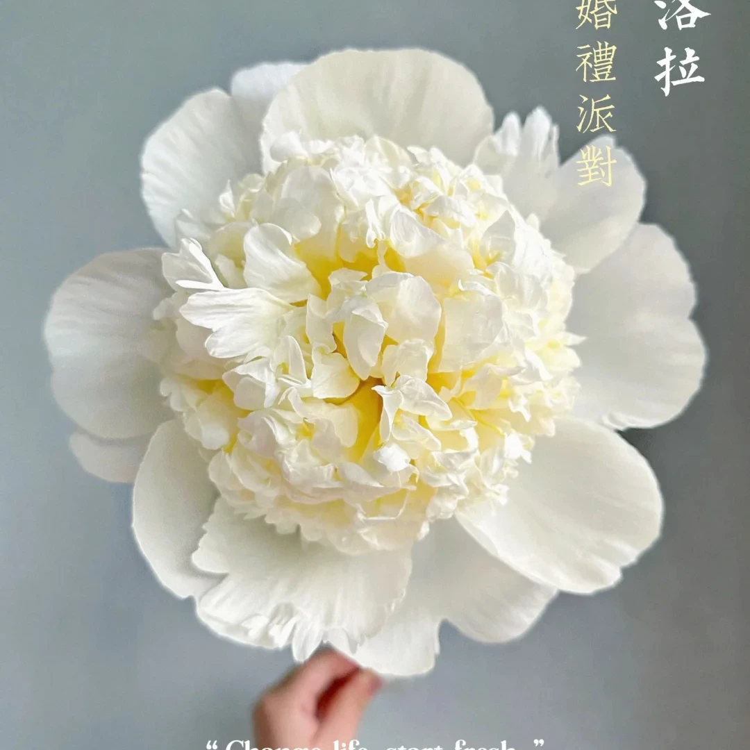 【婚礼派对】进口芍药花苗