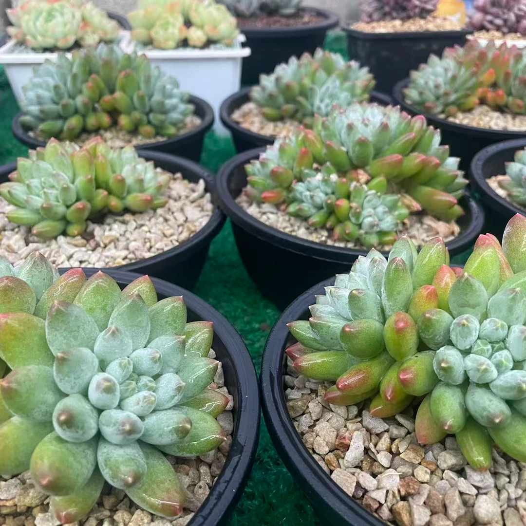 星月菩提专用链接，多肉植物-以直播间展示为主