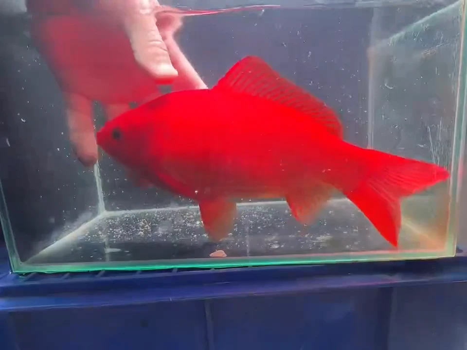 金鱼短尾草金专拍链接黄牌子4