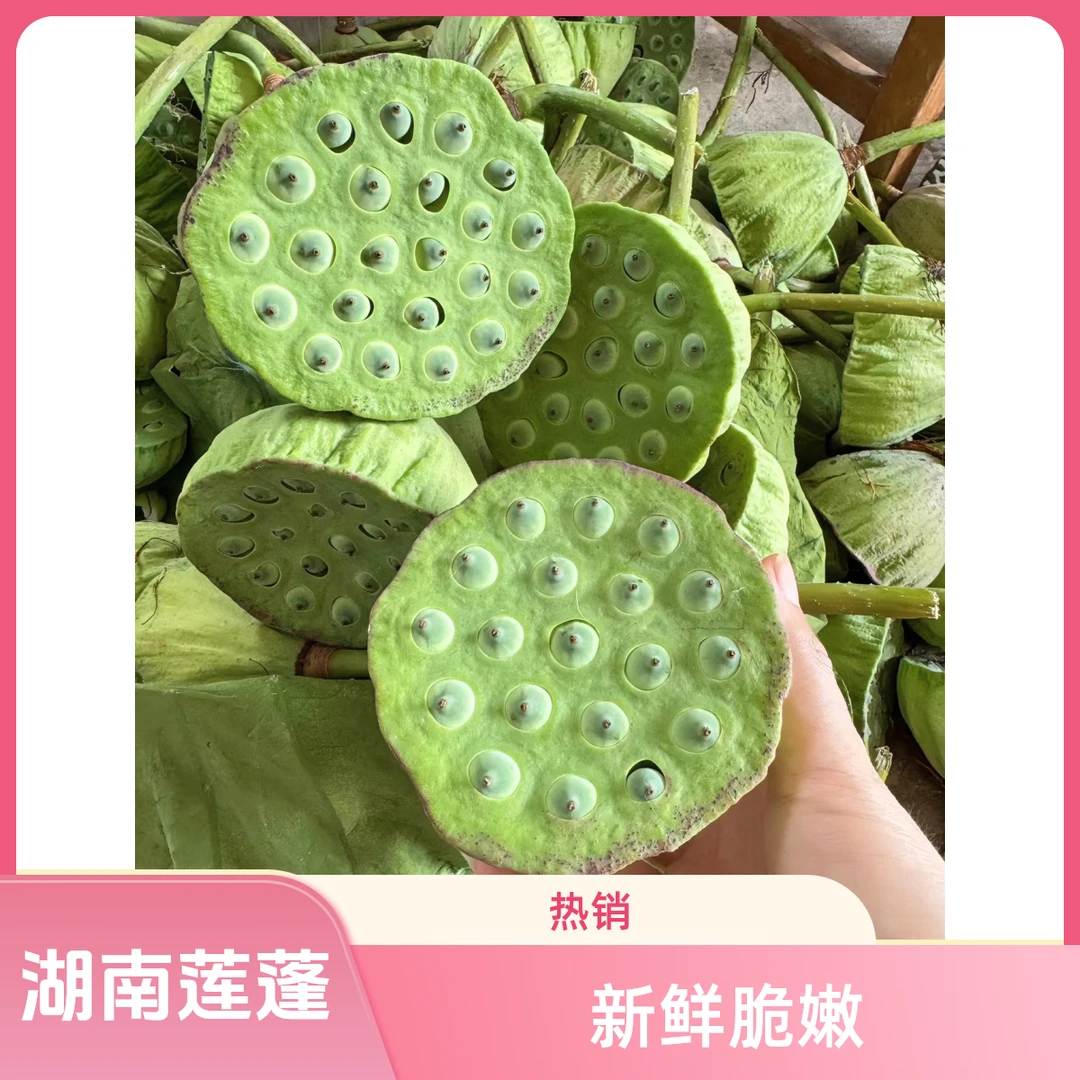 【冷链包邮】农家嫩莲蓬湖南新鲜水果莲蓬莲子当季现摘现发清甜脆嫩