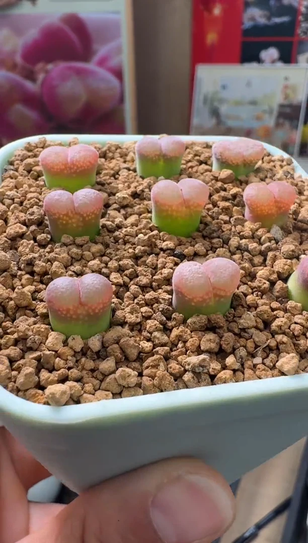 疯狂的多肉石头215梦幻泡影一颗