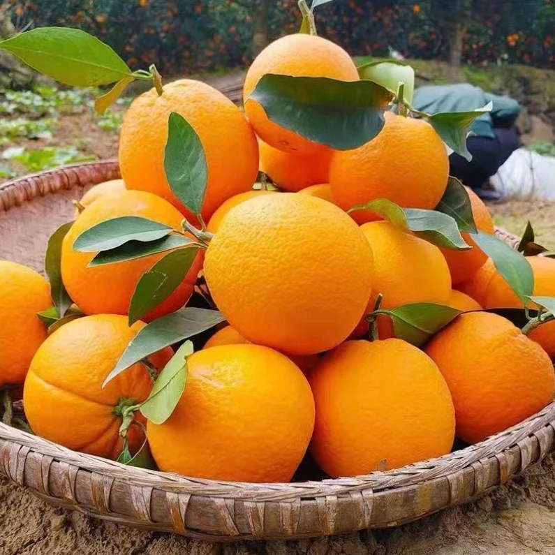 赣南脐橙江西特产正宗橙子无籽新鲜水果自家果园现摘现发甜橙子