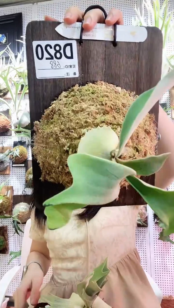 无花朵蓝**海积水家 酋长孢子苗