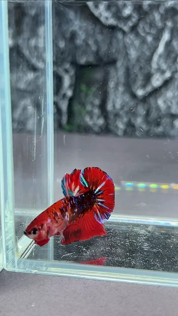 斗鱼竞拍链接A069