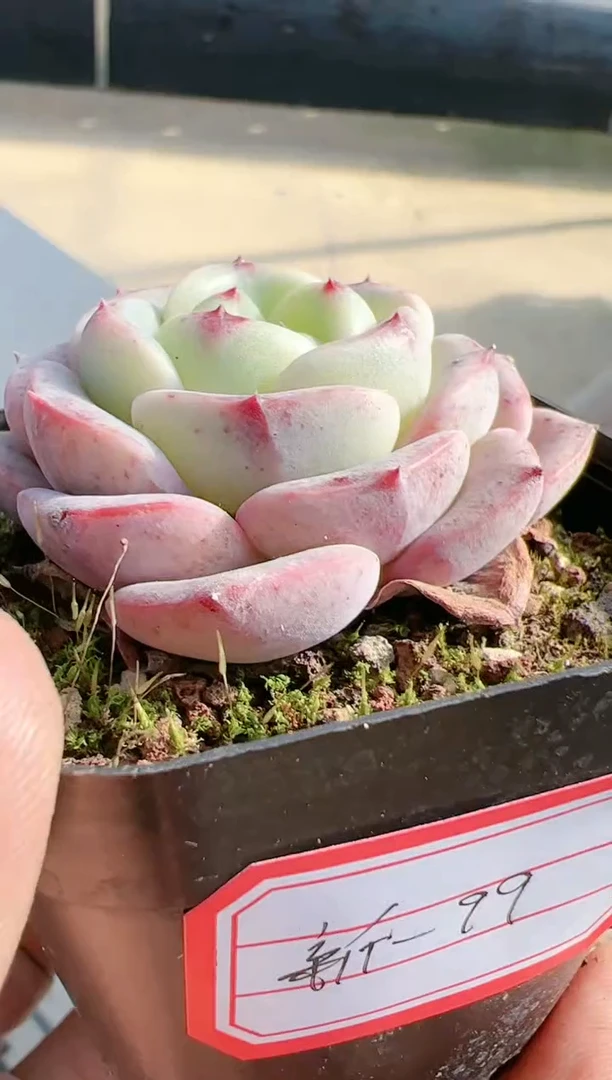 【闪购商品】新-99