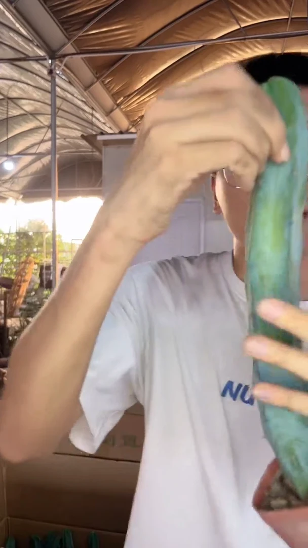 2颗 龙神木【带根】