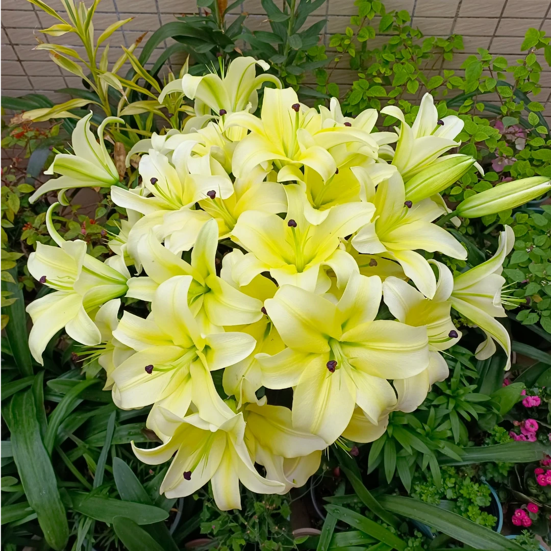 【黄天霸/曼尼莎】14/16 OT系列香水百合种球种植进口百合种球