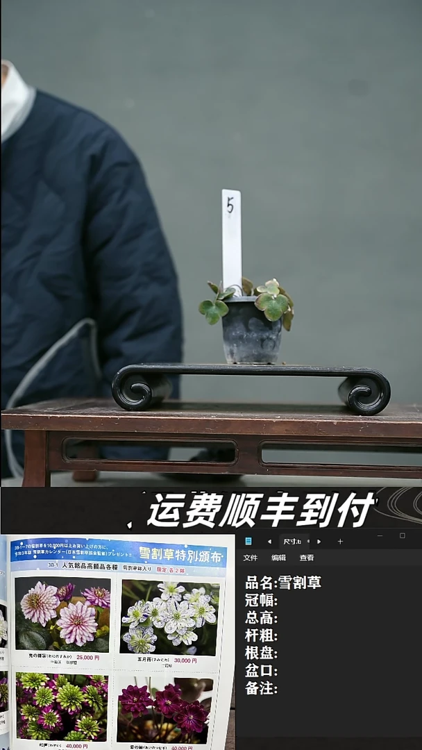 【闪购商品】5 雪割草