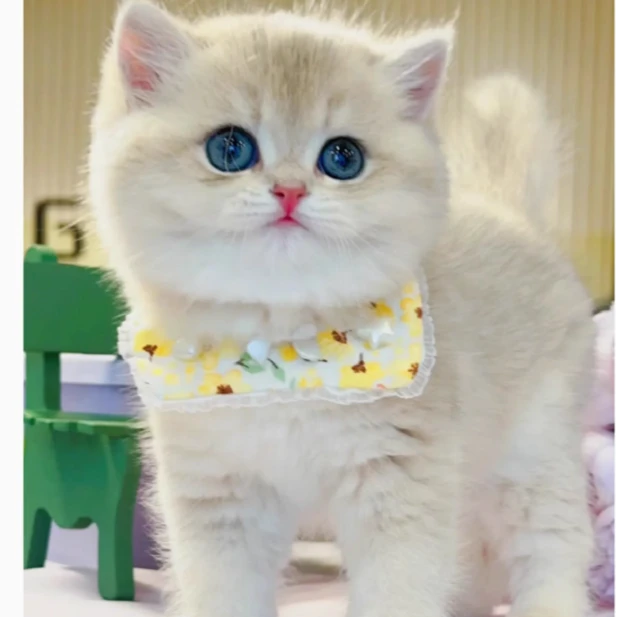 （点点猫舍）宠物美短英短蓝金渐层缅因纯种银渐层活体长毛宠物猫咪