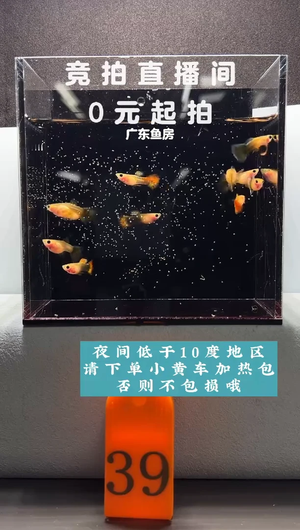 孔雀鱼玻璃猫串串10只编号39