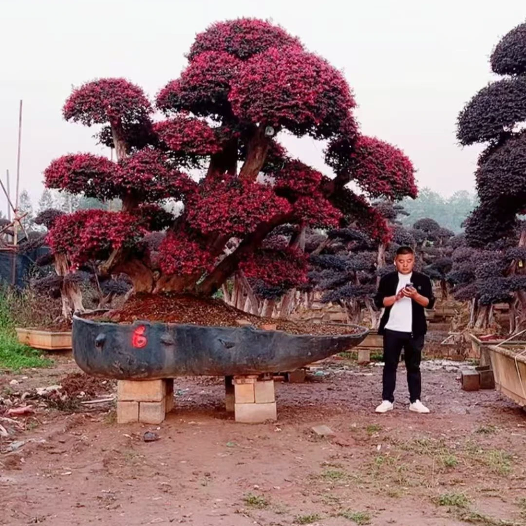 红花继木盆景造型树老桩