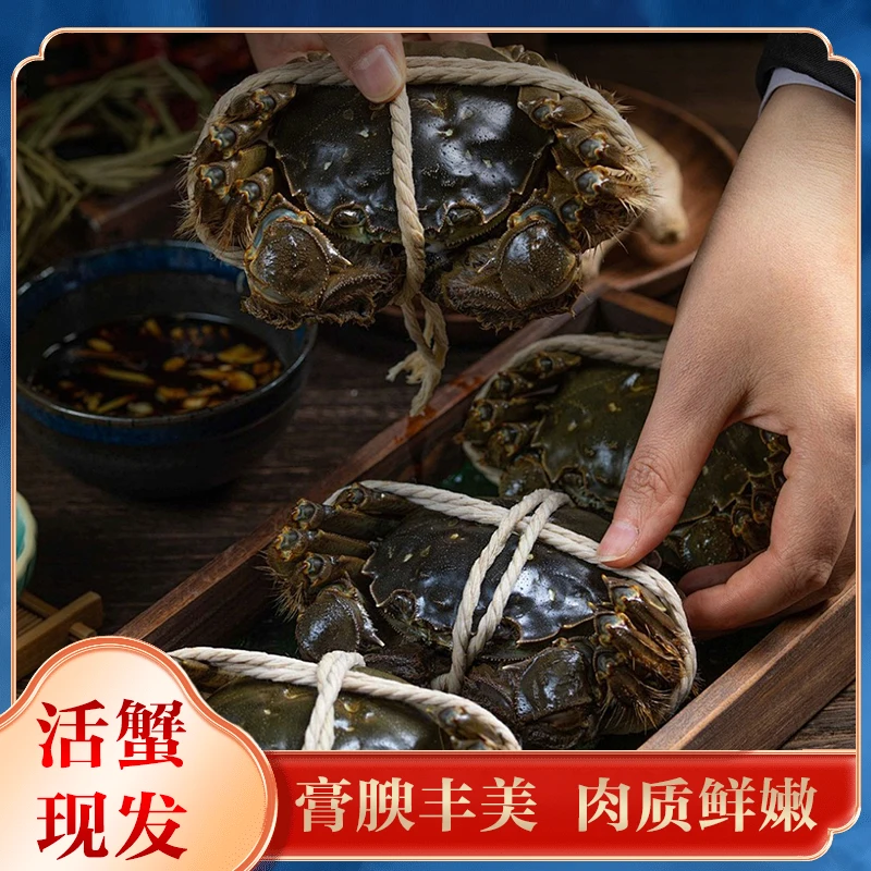 【苏州活蟹现货】江苏鲜活大闸蟹纯母蟹2.8-3.1两/只8只精品金标蟹全母海鲜鲜活现捞河蟹X大闸蟹鲜活发货