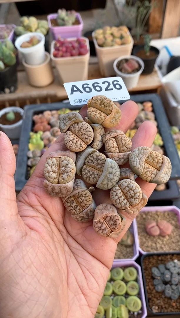 【闪购商品】6626直播一物一拍