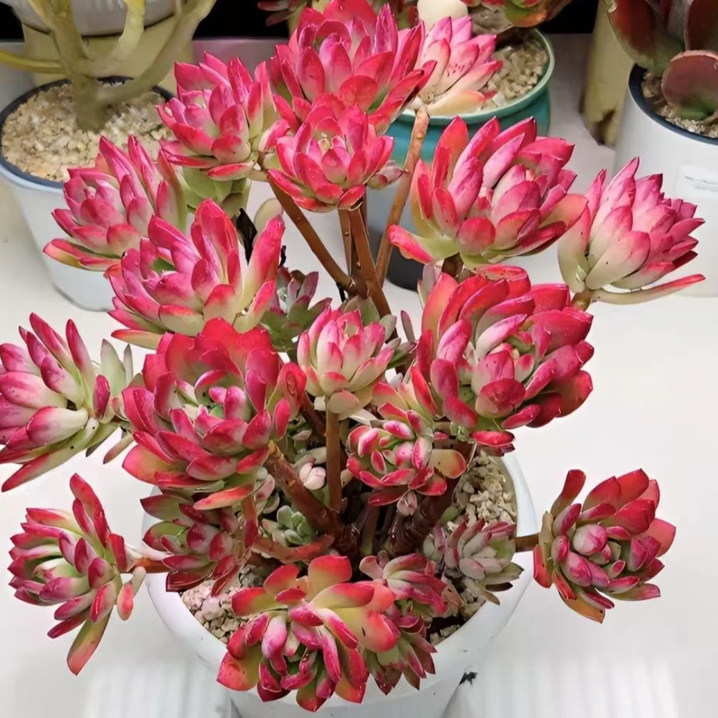 【老桩沙漠玫瑰】小号红稚莲新手带盆带土栽好发货新手好养