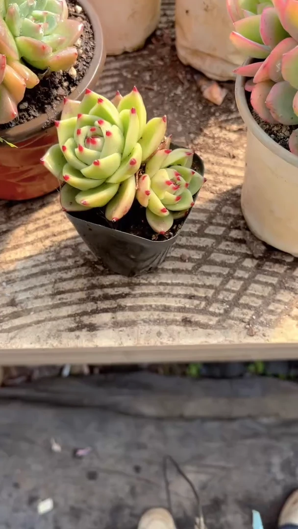 龙*风跃跃精品多肉29072